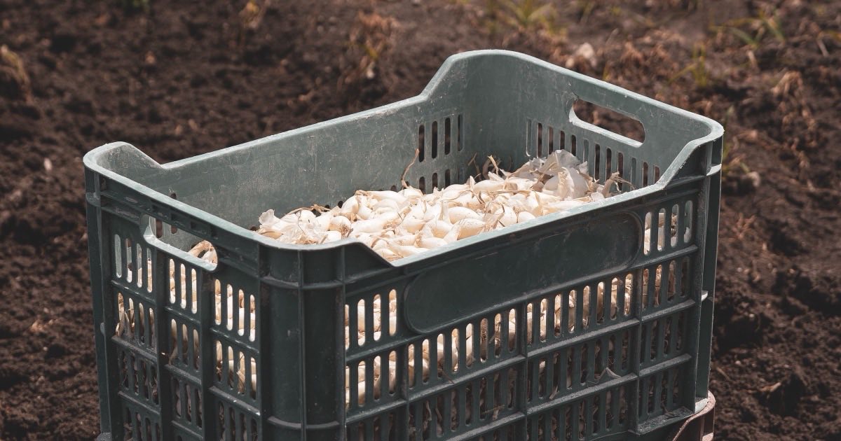 畑の土の上に置かれた緑色のプラスチックのコンテナに、収穫したにんにくが入っている写真。